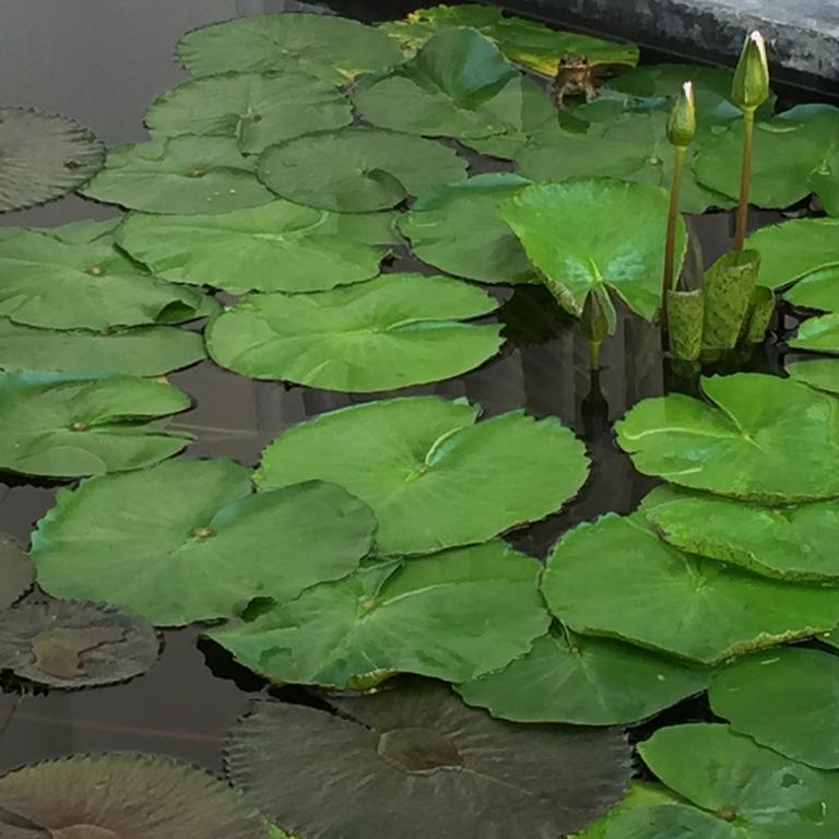 The Home Chiangmai Luxury Guesthouse Chiang Mai Esterno foto